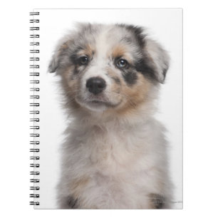 Blue Merle Australian Shepherd puppy close-up Spiral Notebook