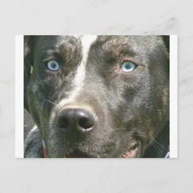 blue merle catahoula.png postcard (Front)