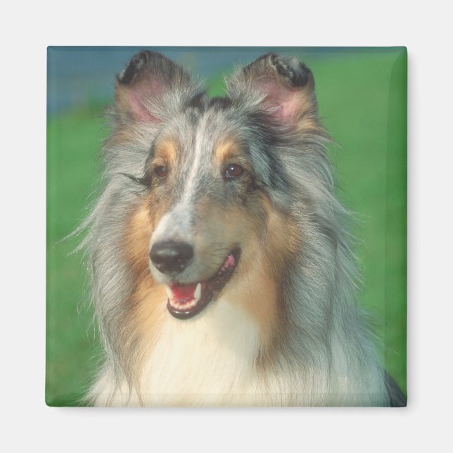 Blue Merle Collie Magnet (Front)