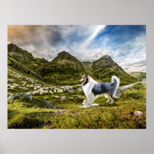 Blue Merle Collie Sheep herding in Highlands - Poster