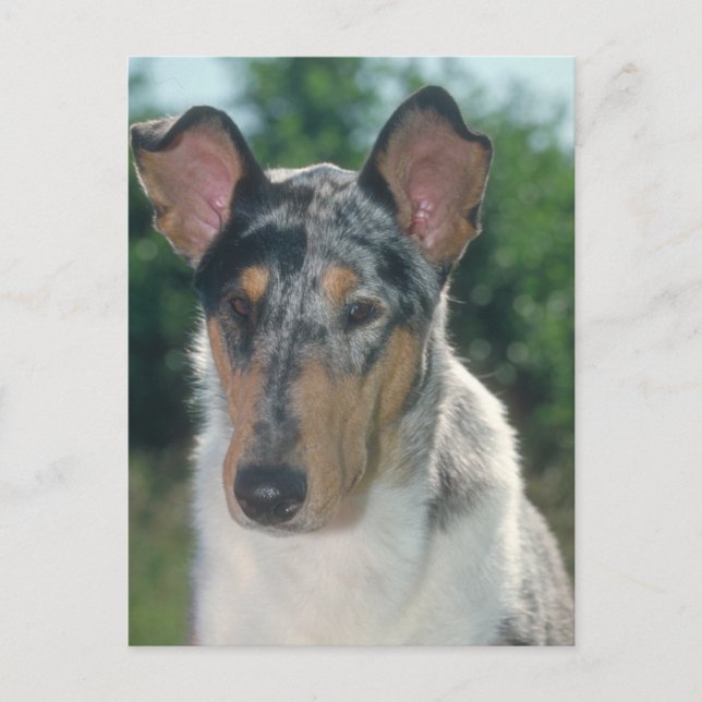 Blue Merle Collie Smooth Coat Postcard (Front)