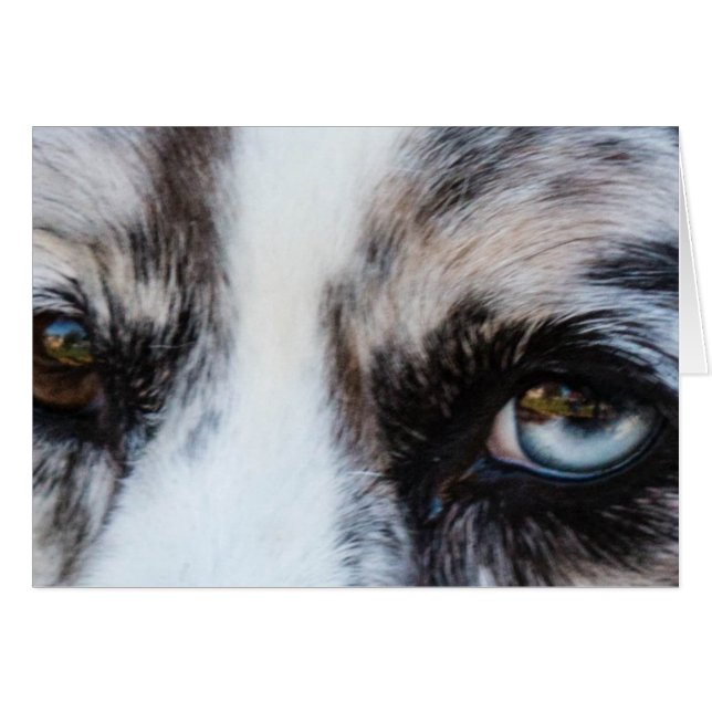 Blue Merle Dog (Front Horizontal)