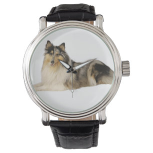 blue merle rough collie laying watch