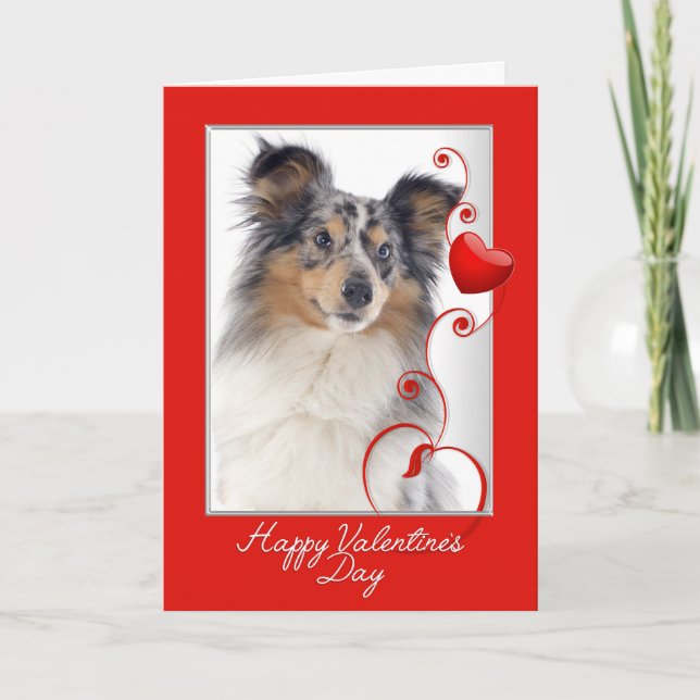 Blue Merle Sheltie Valentine Holiday Card (Front)