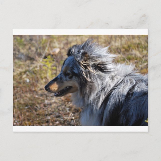 Blue Merle Shetland Sheepdog Postcard (Front)