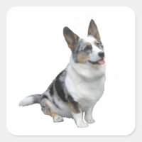 Blue Merle Welsh Corgi