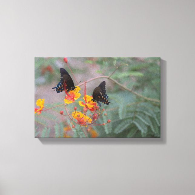 Blue Monarch Pair Butterfly's Photography Canvas (Front)