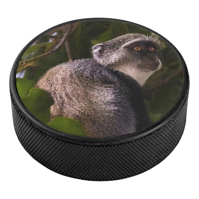 Blue monkey, Zanzibar Hockey Puck (3/4)