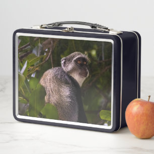 Blue monkey, Zanzibar Metal Lunch Box