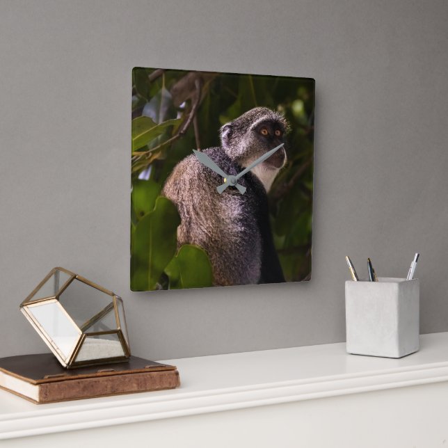 Blue monkey, Zanzibar Square Wall Clock (Office)
