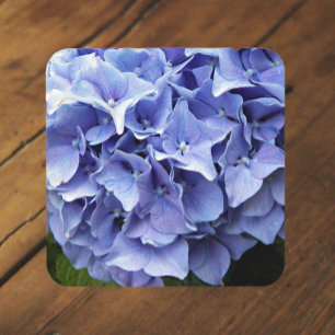 Blue Mophead Hydrangea Floral Coaster