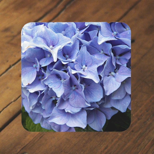 Blue Mophead Hydrangea Floral Coaster (In Situ)
