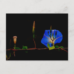 blue morning glory postcard
