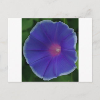 BLUE MORNING GLORY POSTCARD