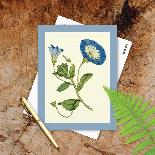 Blue Morning Glory Vine Illustration Postcard (Creator Uploaded)