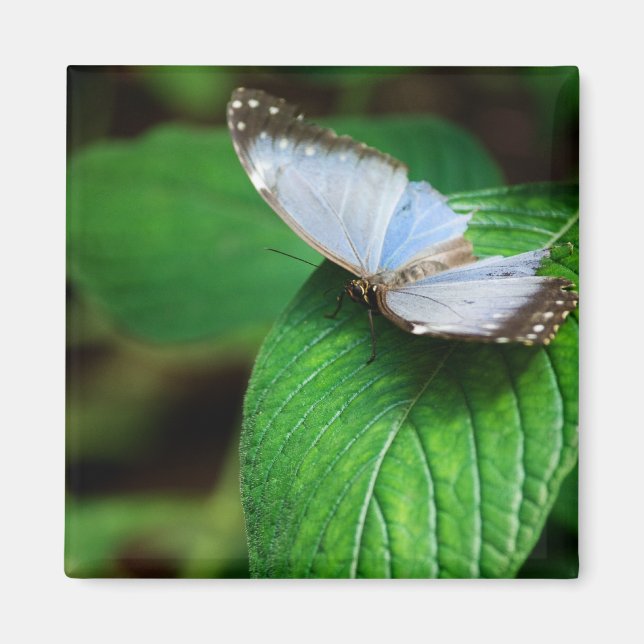 Blue Morpho 112 Magnet (Front)