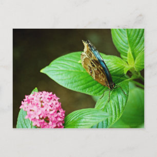 Blue Morpho 143 Postcard