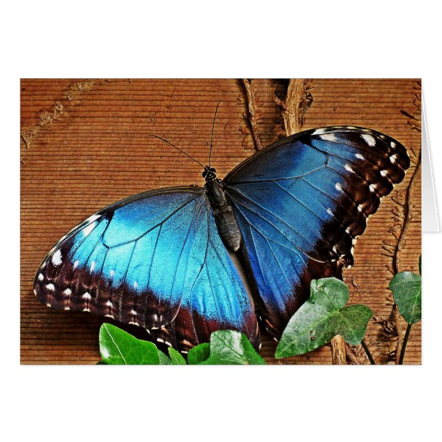 Blue Morpho - Butterfly (Front Horizontal)