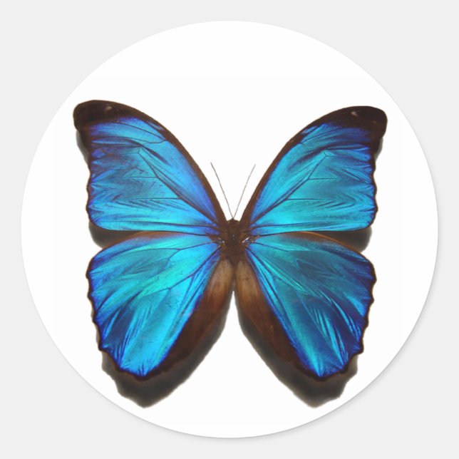 Blue Morpho Butterfly Classic Round Sticker (Front)