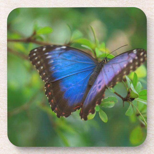 Blue Morpho Butterfly Cork Coasters (Front)