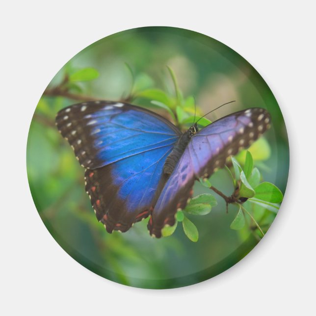 Blue Morpho Butterfly Magnet (Front)