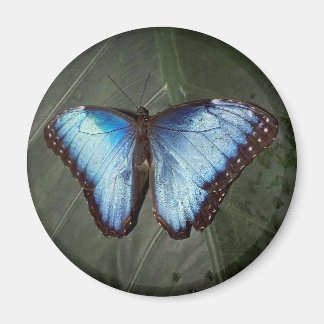 Blue Morpho Butterfly magnet (Front)