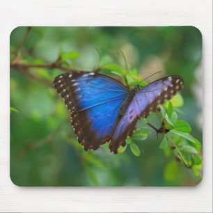 Blue Morpho Butterfly Mousepad