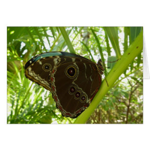 Blue Morpho Butterfly Nature Photography