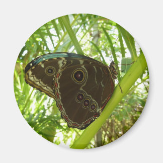 Blue Morpho Butterfly Nature Photography Magnet
