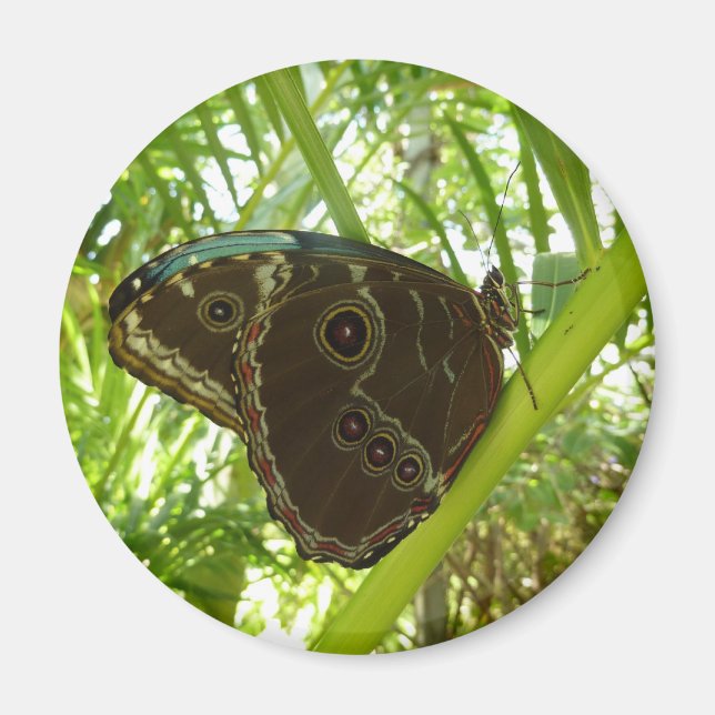 Blue Morpho Butterfly Nature Photography Magnet (Front)