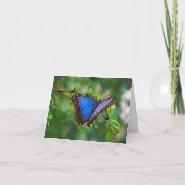 Blue Morpho Butterfly Note Card (Front)