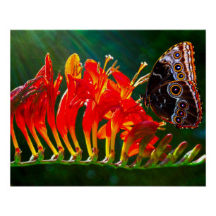 Blue morpho butterfly on Crocosmia Lucifer flowers Poster