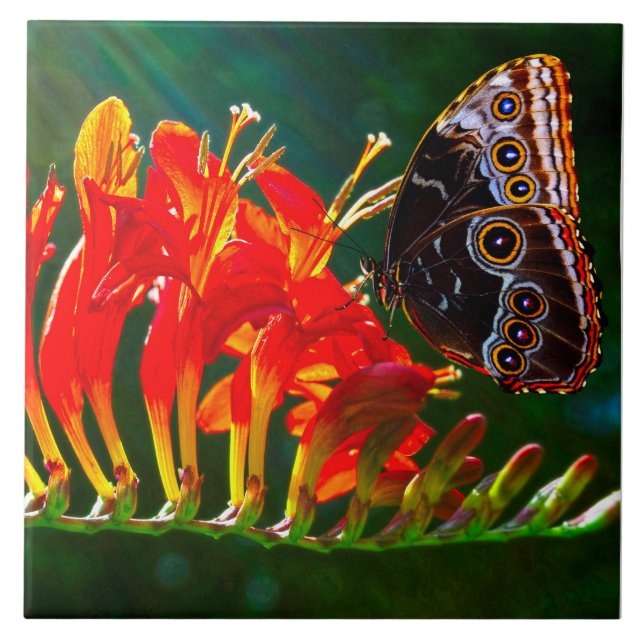 Blue morpho butterfly on Crocosmia Lucifer flowers Tile (Front)