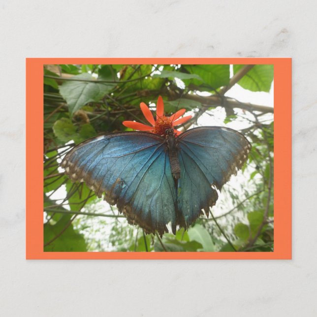 Blue Morpho Butterfly on Flower DIY Postcard (Front)