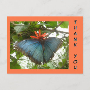 Blue Morpho Butterfly on Flower Thank You Postcard