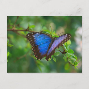 Blue Morpho Butterfly Postcard