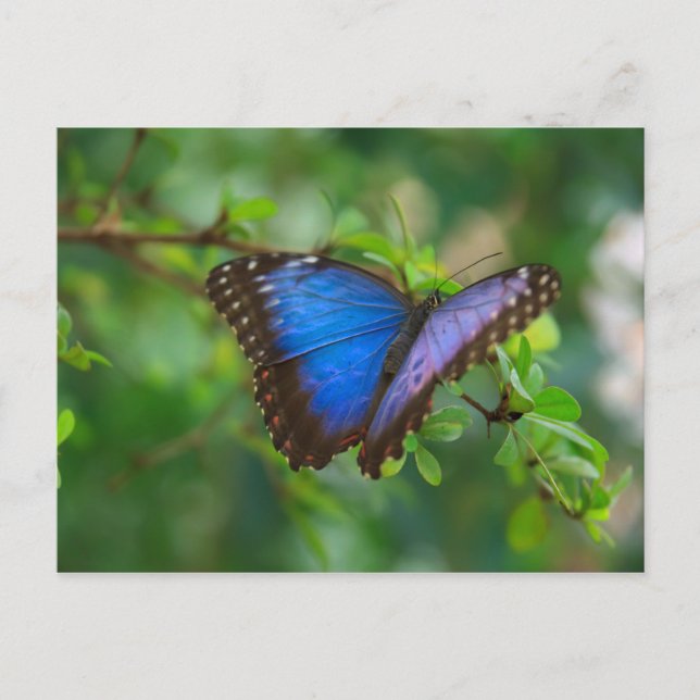 Blue Morpho Butterfly Postcard (Front)