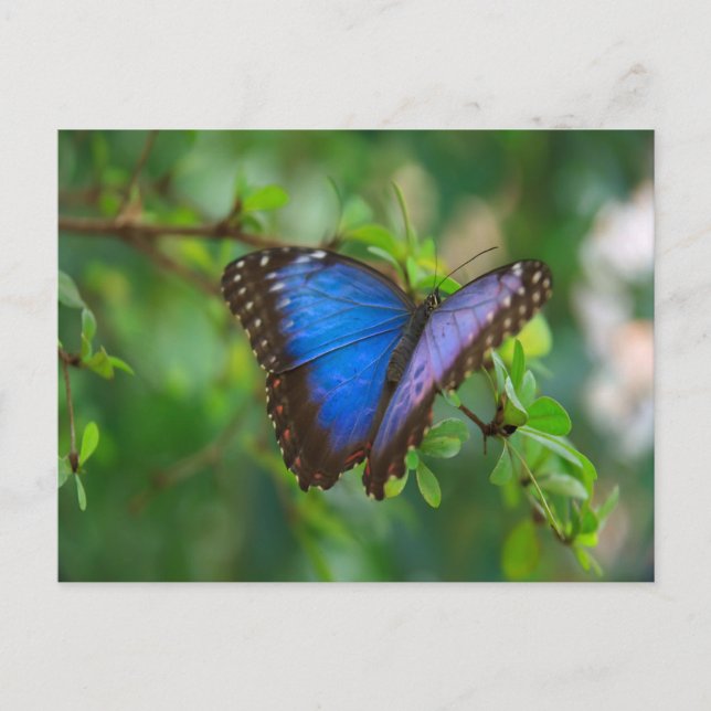 Blue Morpho Butterfly Postcard (Front)