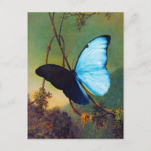 Blue Morpho Butterfly Postcard