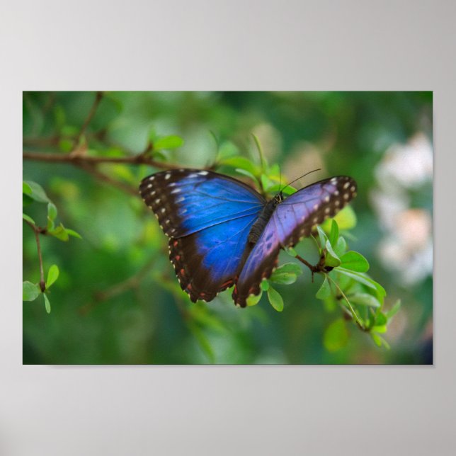 Blue Morpho Butterfly Poster (Front)
