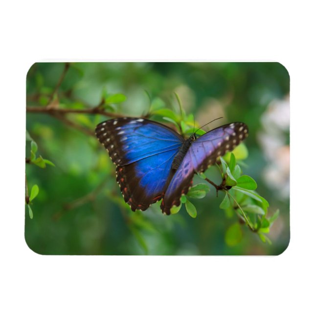 Blue Morpho Butterfly Premium Magnet (Horizontal)
