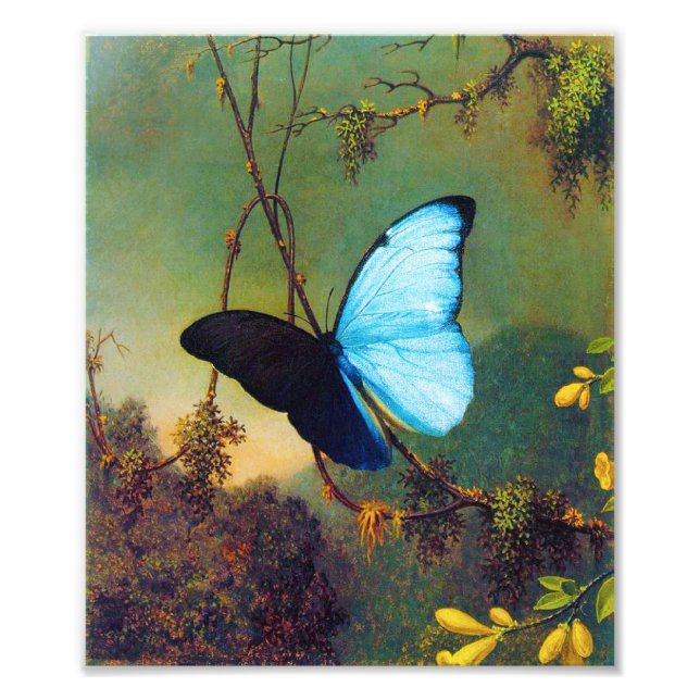 Blue Morpho Butterfly Print (Front)