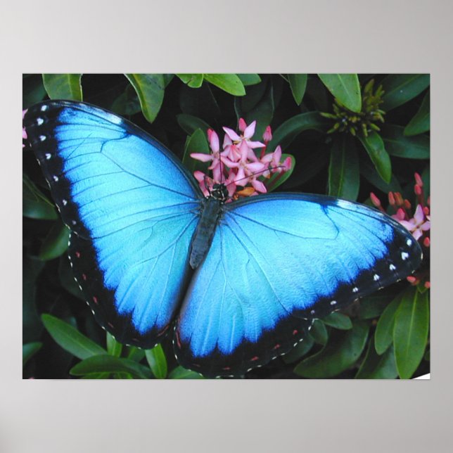 Blue Morpho Butterfly Print (Front)