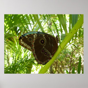 Blue Morpho Butterfly Tropical Nature Photography Poster