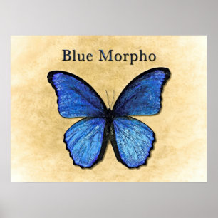 Blue Morpho Illustration Poster