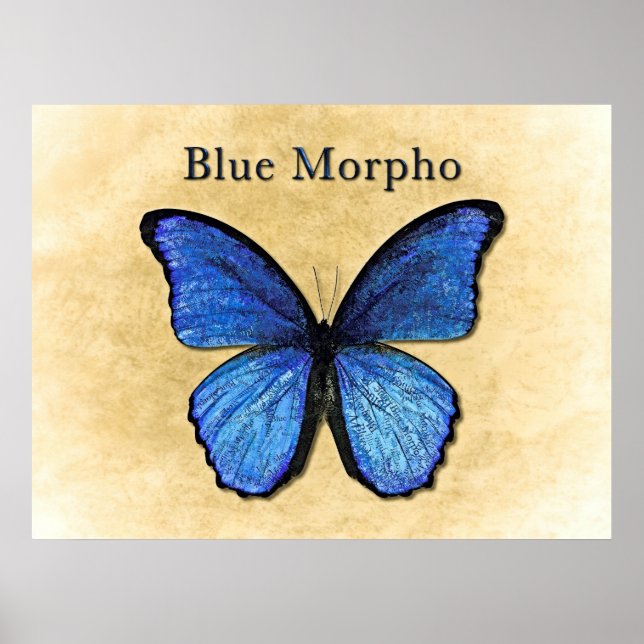 Blue Morpho Illustration Poster (Front)