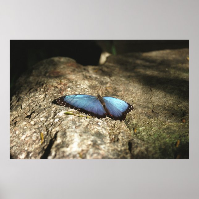 Blue Morpho, Niagara Parks, Canada Poster (Front)