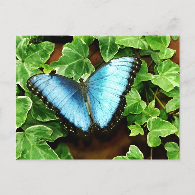 Blue Morpho Postcard (Front)