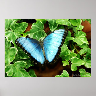 Blue Morpho Print