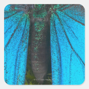 Blue mountain swallowtail (Papilio ulysses) Square Sticker